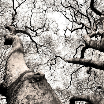 公园伦敦春天天空死树