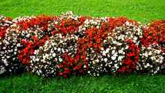 红色的白色花米拉贝尔花园