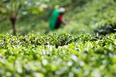 茶种植园景观斯里兰卡斯里兰卡