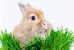 复活节兔子可爱的兔子坐着绿色草