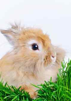 复活节兔子可爱的兔子坐着绿色草