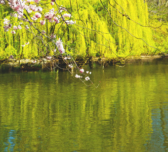 伦敦公园粉红色的树开花花自然