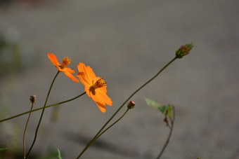 橙色野花