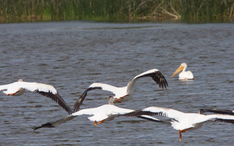 白色鹈鹕飞行<strong>卓别林</strong>湖沼泽