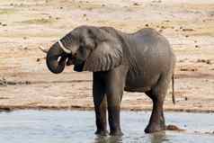 非洲大象喝泥泞的水潭
