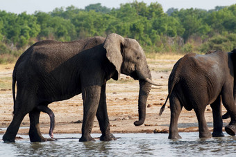 群非洲大象喝泥泞的水潭