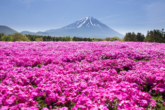 日本shibazakura节日场粉红色的莫斯樱花樱桃开花山富士宝桥日本