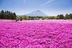 纳西山日本人东京城市国际的富士享受樱桃开花春天一年富士最高山日本