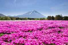 日本shibazakura节日场粉红色的莫斯樱花樱桃开花山富士宝桥日本富士山焦点