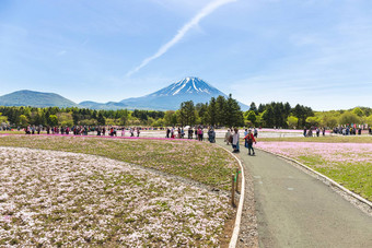 纳西山日本人东京城市国际的富士享受樱桃开花春天一年富士最高山日本