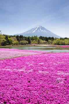 日本shibazakura节日场粉红色的莫斯樱花樱桃开花山富士宝桥日本富士山焦点