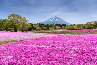 日本shibazakura节日场粉红色的莫斯樱花樱桃开花山富士宝桥日本富士山焦点