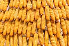 谷物成熟的玉米生玉米新鲜的玉米玉米背景