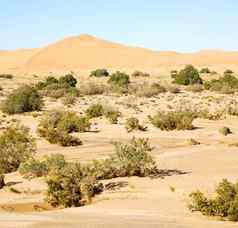布什化石沙漠摩洛哥撒哈拉沙漠岩石斯通