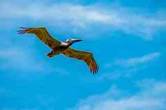 鹈鹕鸟飞行海洋蓝色的天空