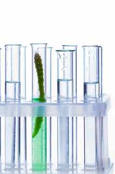 化学玻璃管植物