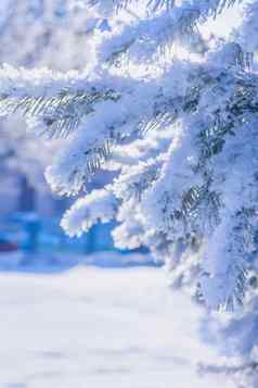 树分支机构覆盖雪