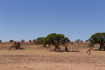 长颈鹿鹿豹座非洲布什