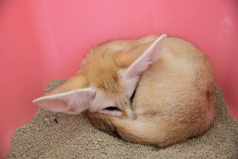 fennec狐狸