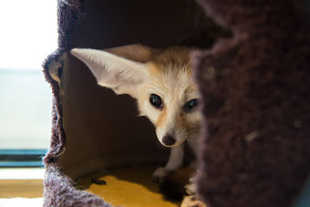 fennec狐狸