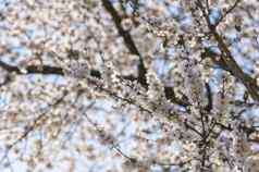日本樱桃树花完整的布鲁姆