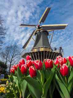 传统的荷兰风车充满活力的郁金香