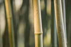 竹子茎特写镜头