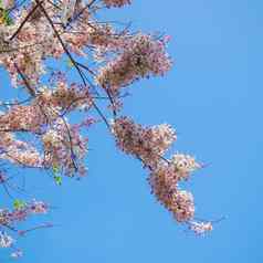祝树粉红色的本桂皮贝克里亚纳螃蟹蓝色的天空