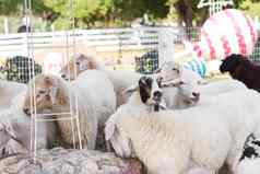山羊羊农场动物农业自然