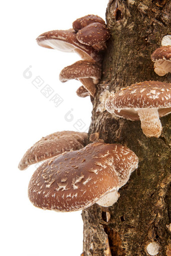 树树干香菇蘑菇