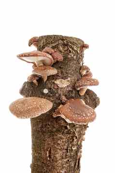 树树干香菇蘑菇