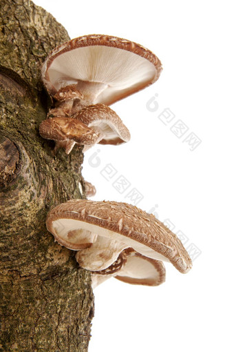 树树<strong>干香菇</strong>蘑菇