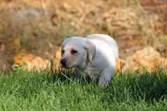 不错的黄色的拉布拉多小狗玩绿色草