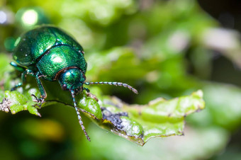 薄荷<strong>叶甲虫</strong>chrysolinaherbacea