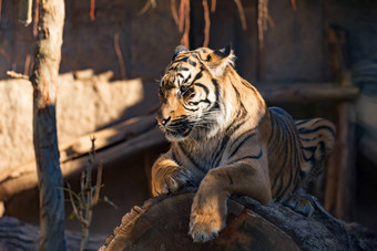 苏门答腊老虎豹属tigris苏门答腊