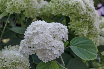 多个白色绣球花植物绣球花花叶子花园