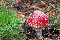 美丽的蘑菇安妮塔红色的他白色斑点gro