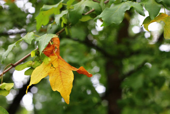 绿色黄色的叶子分支秋天森林