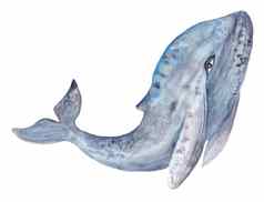 水彩鲸鱼绘画