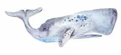 水彩鲸鱼绘画