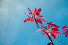 色彩斑斓的红色的枫木叶子分支自然蓝色的天空