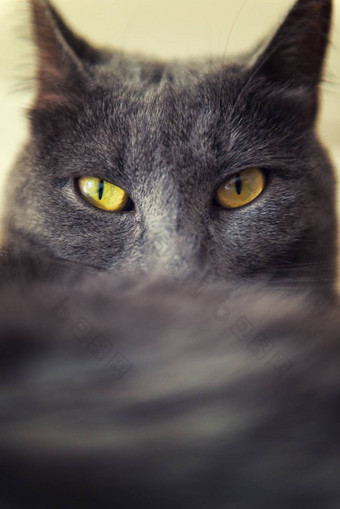灰色的猫黄色的眼睛