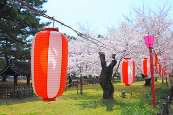 日本樱花灯笼