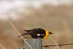 黄色的领导黑鸟栖息栅栏帖子