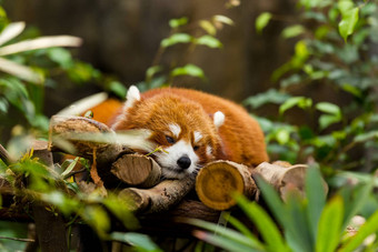 困了红色的熊猫