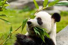 饿了巨大的熊猫熊吃竹子