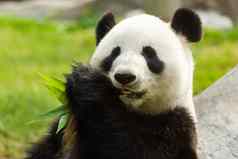 熊猫熊吃竹子