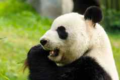 熊猫吃竹子森林
