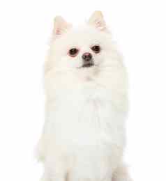 波美拉尼亚的斯帕斯小狗白色背景