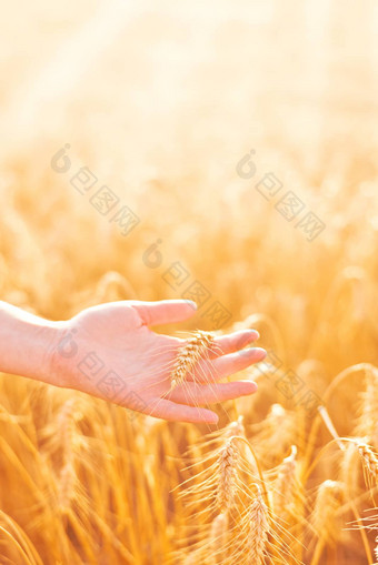 女手培养农业小麦场
